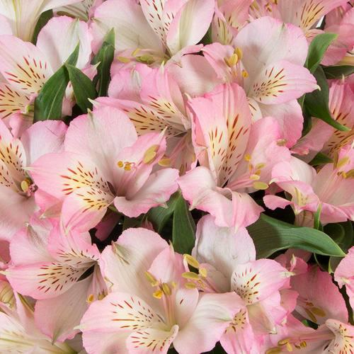 Alstroemeria — fresh cut flower variety