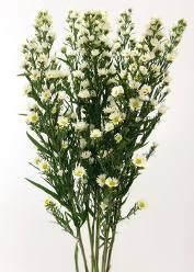 Aster Butterfly — fresh cut flower variety