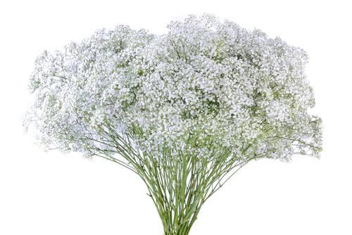 Baby's Breath — fresh cut flower variety