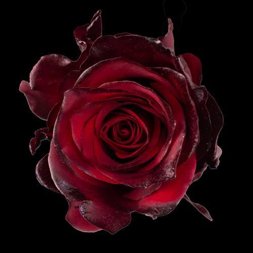 Black Baccara — fresh cut flower variety