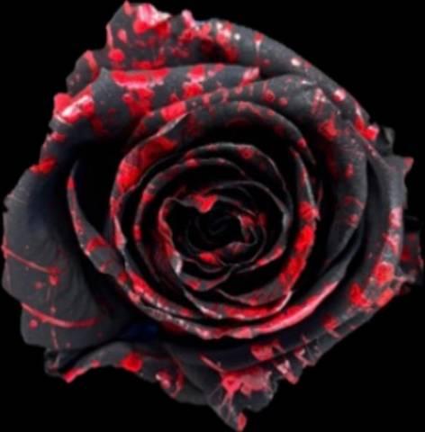 Black Cat — fresh cut flower variety