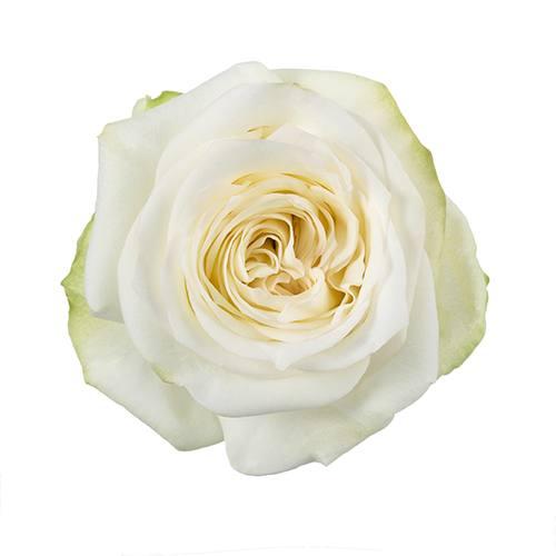 Candlelight White — fresh cut flower variety