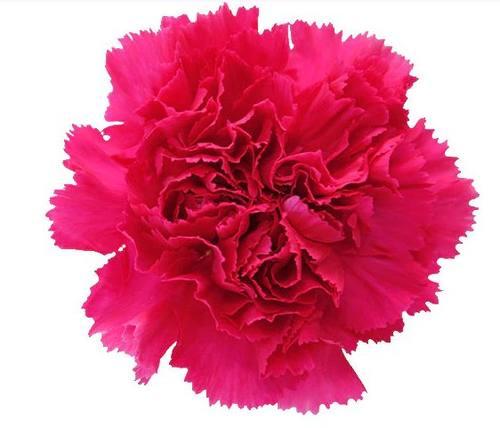 Carnation — fresh cut flower variety
