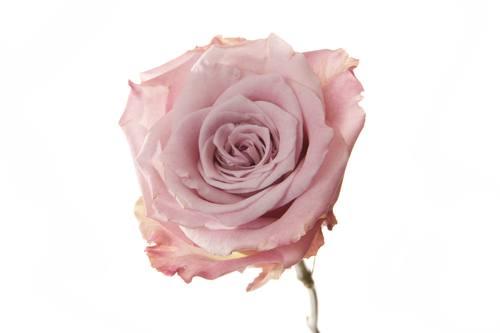 Faith Pink — fresh cut flower variety