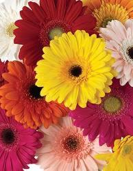 Gerbera Daisy — fresh cut flower variety