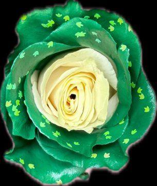 Leprechaun — fresh cut flower variety