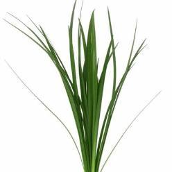 Lily Grass — fresh cut flower variety