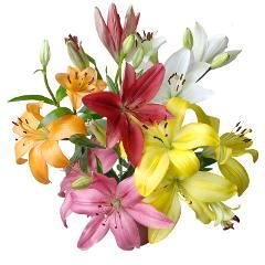 Lily LA Hybrid — fresh cut flower variety