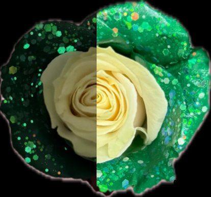 Lucky Glow — fresh cut flower variety