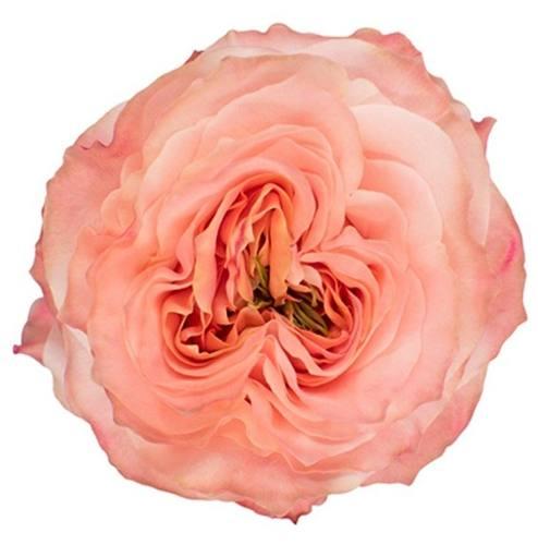 Princess Crown — fresh cut flower variety
