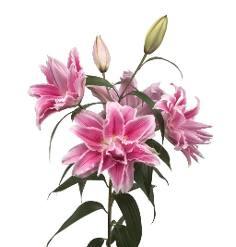 Rose Lily — fresh cut flower variety