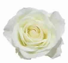 Tibet White — fresh cut flower variety