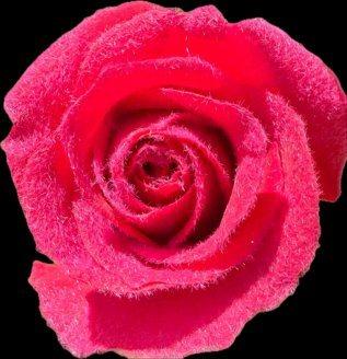 Velvet Pink — fresh cut flower variety
